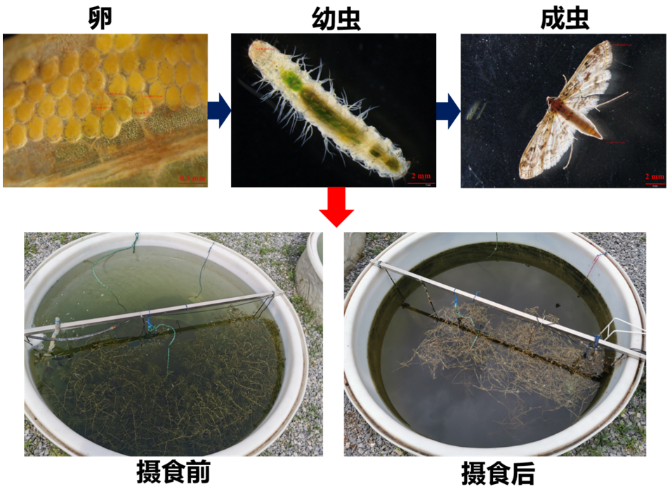 4001百老汇净水揭示气候变暖加剧水生昆虫爆发抑制沉水植物生长新机制